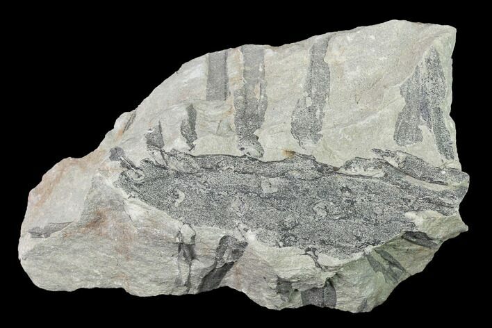 Fossil Lycopod Tree Root (Stigmaria) - Kentucky #143720